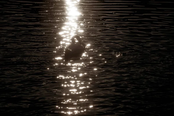 Black White Swan Swims Pond Sunbeams Warm Summer Evenin — Stock Photo, Image