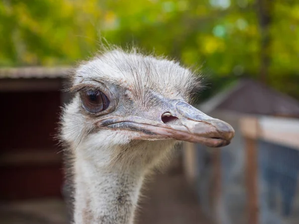 Struisvogelportret Het Wild Struisvogelkop Van Dichtbij — Stockfoto