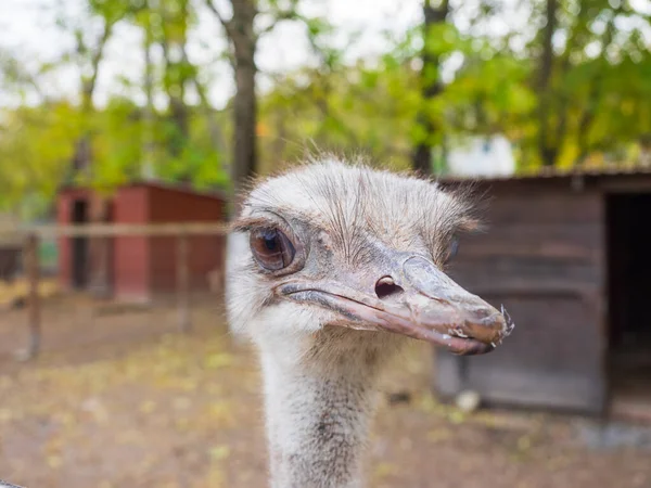 Ostrich Portrait 머리를 가까이 — 스톡 사진