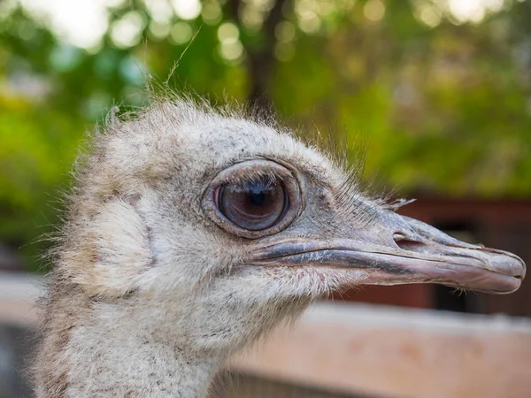 Ostrich Portrait 머리를 가까이 — 스톡 사진