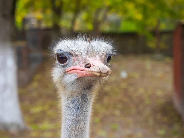 Struisvogelportret Buiten Struisvogelkop Van Dichtbij — Stockfoto