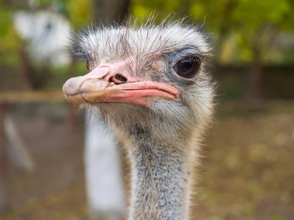 Struisvogelportret Het Wild Struisvogelkop Van Dichtbij — Stockfoto
