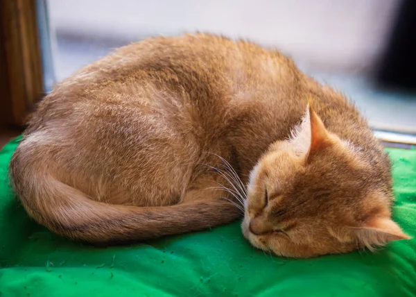 Портрет Спящего Домашнего Красного Кота Зеленой Подушке — стоковое фото