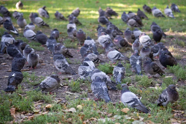Parktaki Güvercinler Gras Üzerinde — Stok fotoğraf