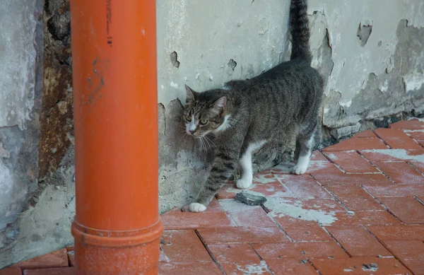 Chat Sans Abri Dans Rue — Photo