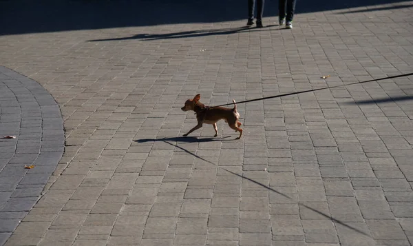 Small Domestic Dog Leash Walk City Park — Stock Photo, Image