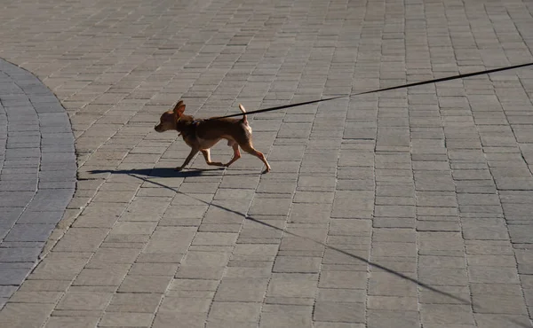 Small Domestic Dog Leash Walk City Park — Stock Photo, Image