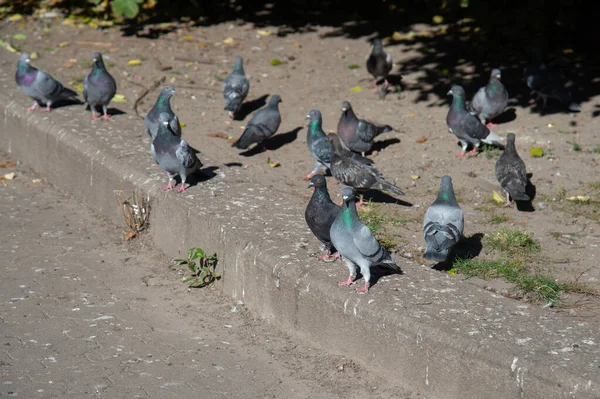 Groupe Pigeons Dans Parc Ville — Photo