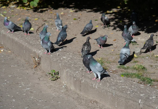 Una Bandada Palomas Buscando Comida Parque —  Fotos de Stock