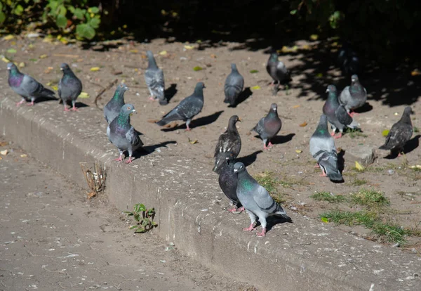 Şehir Parkında Bir Grup Güvercin — Stok fotoğraf