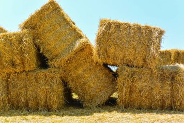 Çiftlik arazisinde kuru saman yığını. Büyük saman yığını hasat