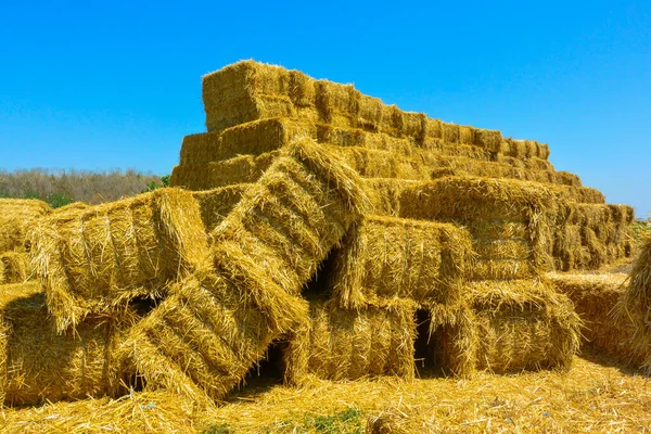 Fieno Secco Pila Sul Campo Agricolo Grande Raccolta Del Pagliaio — Foto Stock