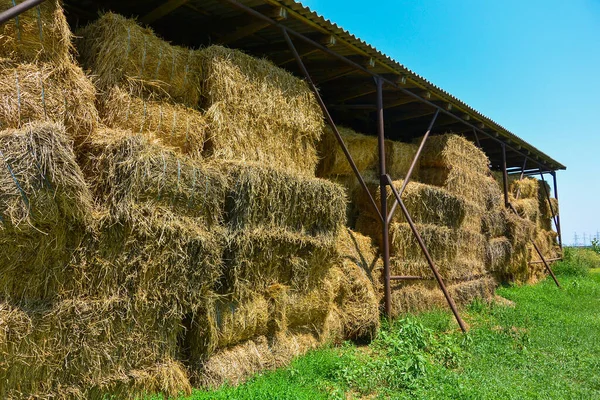 Fieno Secco Pila Sul Campo Agricolo Grande Raccolta Del Pagliaio — Foto Stock