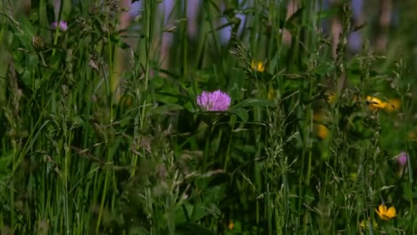 Prato Estivo Con Trifoglio Erba Una Giornata Sole — Video Stock