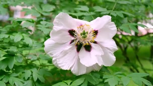 Paeonia Suffruticosa Vagyok Virágzó Bazsarózsa Tavaszi Kertben — Stock videók