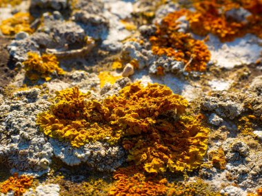Kayalık yamaçlarda Lichens, seçici odak