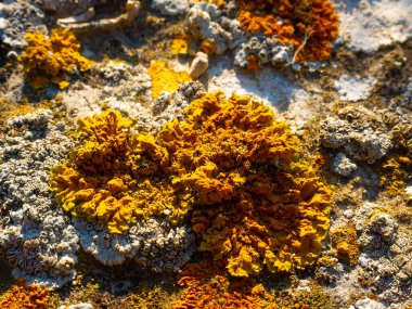 Kayalık yamaçlarda Lichens, seçici odak