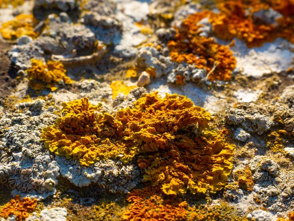 Lichens Sur Les Falaises Rocheuses Mise Point Sélective — Photo