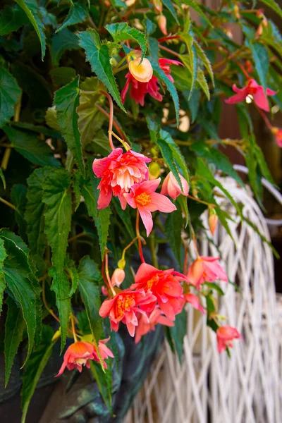 Begonia Floración Roja Macizo Flores Ciudad — Foto de Stock