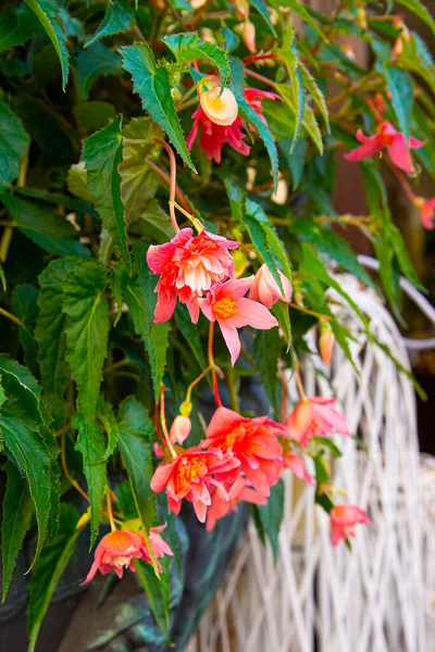 Röd Blomning Begonia Stad Blomma Säng — Stockfoto