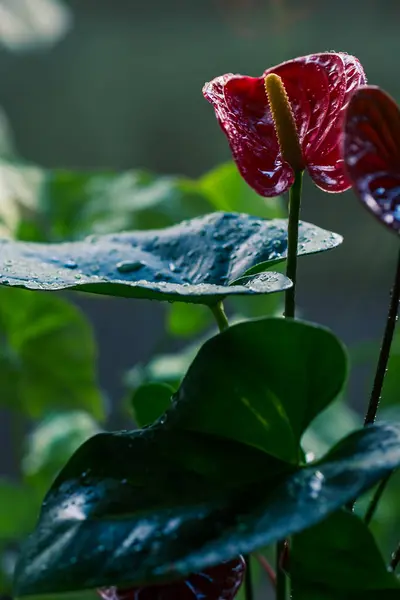 Anthurische Blüte Anthurium Ist Herzförmige Blume — Stockfoto