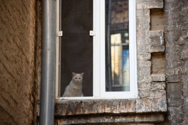 Beyaz evcil kedi kapalı bir pencereden sokağa bakıyor.