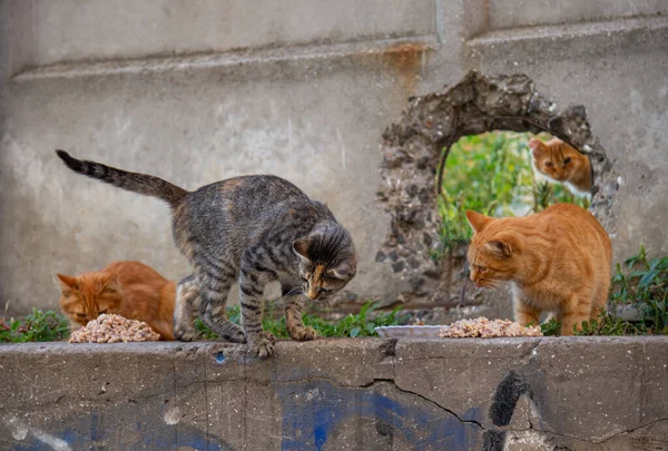 Gatos Sem Teto Rua — Fotografia de Stock