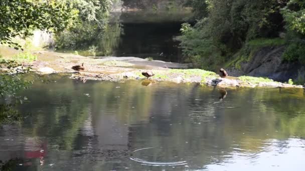 Ducks Village Pond Rupit Pruit Catalonia — Stock Video