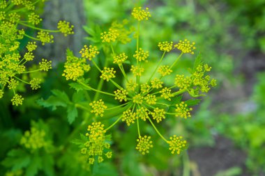 Pastinaca Sativa çiçekleri açar, yaz zamanı.