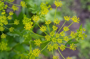 Pastinaca Sativa çiçekleri açar, yaz zamanı.