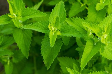 Melissa officinalis 'in yaprakları, arka plan. Yeşil bahçe