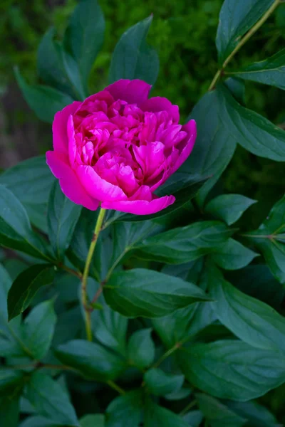 Rosa Pion Blomma Stadens Trädgård — Stockfoto