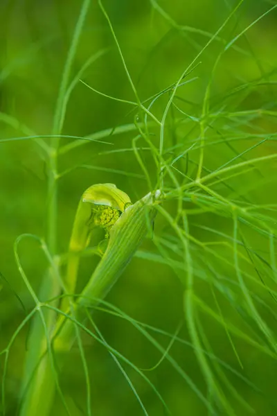 Finocchio Verde Fresco Vicino Sfondo Ora Esatta — Foto Stock