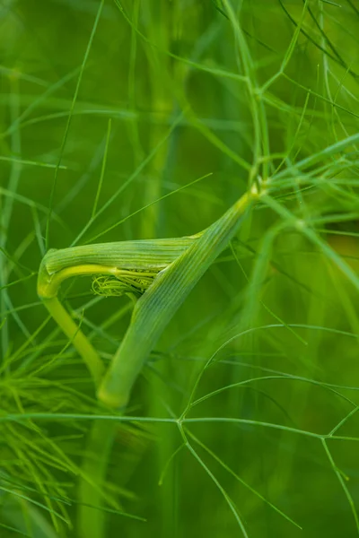 Finocchio Verde Fresco Vicino Sfondo Ora Esatta — Foto Stock