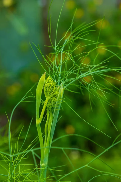 Finocchio Verde Fresco Vicino Sfondo Ora Esatta — Foto Stock