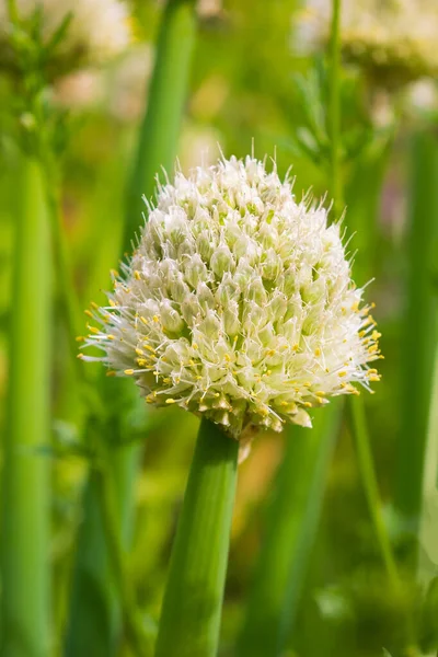 Allium Polyantumlök Närbild Blommande Lök Pil Med Grön Suddig Bakgrund — Stockfoto