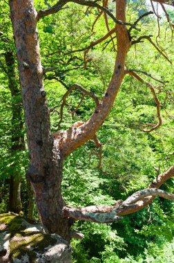 Kafkas dağlarında çam ağaçları dağın tepesinde.