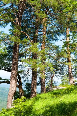 Kafkas dağlarında çam ağaçları dağın tepesinde.
