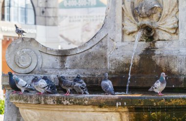 Sıcak bir yaz gününde çeşmenin yanındaki güvercinler