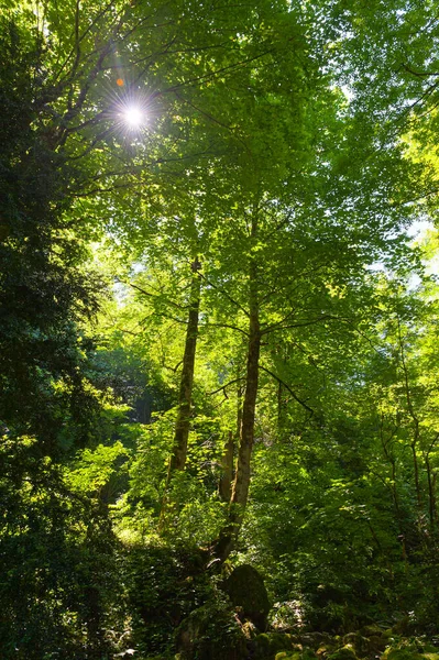 Mañana Bosque Primavera Los Rayos Del Sol Hacen Camino Través — Foto de Stock