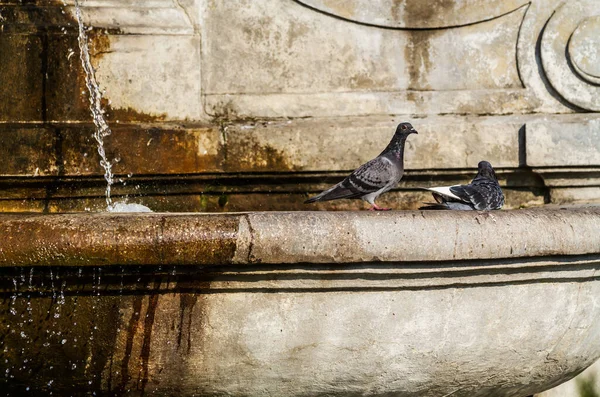 暑い夏の日に噴水の近くの鳩 — ストック写真