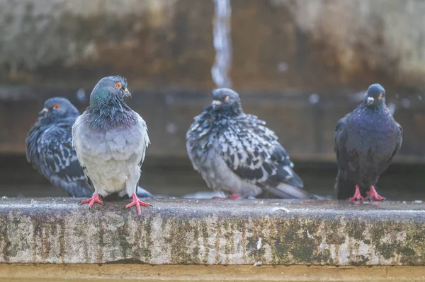 Palomas Cerca Fuente Caluroso Día Verano —  Fotos de Stock