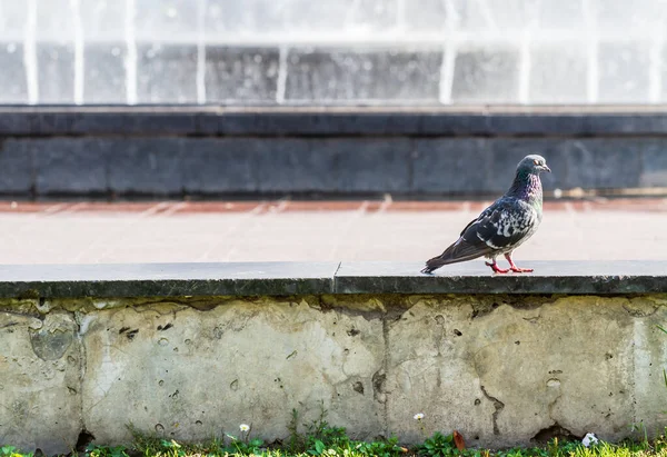Pigeon Près Fontaine Par Une Chaude Journée Été — Photo