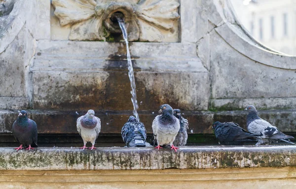 Sıcak Bir Yaz Gününde Çeşmenin Yanındaki Güvercinler — Stok fotoğraf
