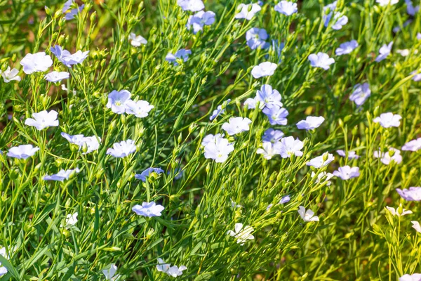 여름의 햇볕에 꽃송이들 — 스톡 사진