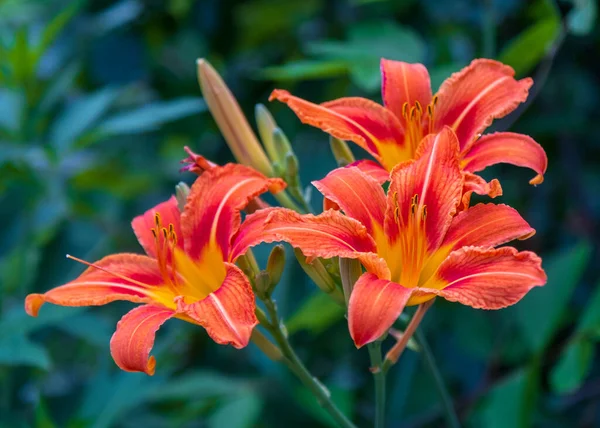 Schöne Orange Lilienblüten Hausgarten — Stockfoto