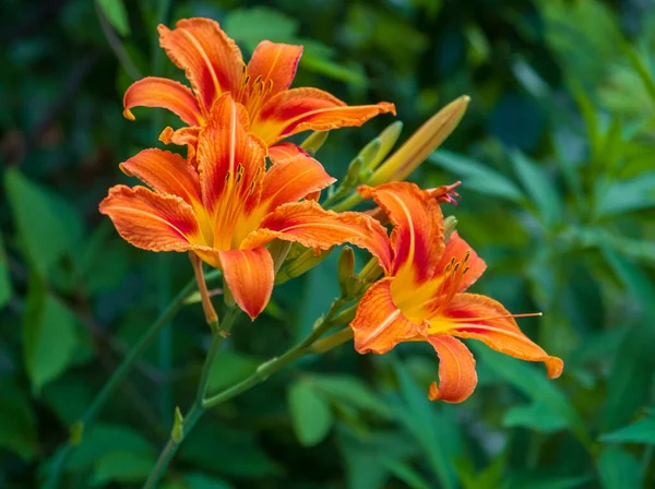 Daglilja Blommor Trädgården — Stockfoto