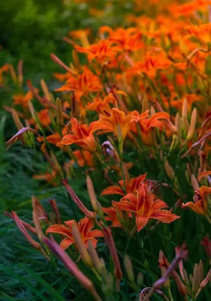 Красивые Оранжевые Цветы Лилии Саду Дома — стоковое фото