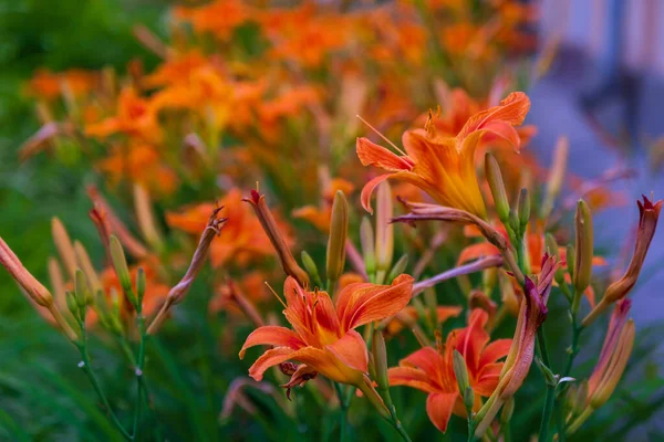 Schöne Orange Lilienblüten Hausgarten — Stockfoto