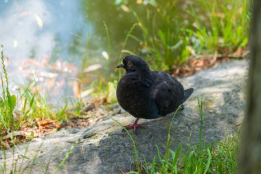 Şehirdeki göletin yanındaki çimlerin üzerinde güvercin. Güvercin tek ayak üstünde duruyor. Güvercin dinleniyor.